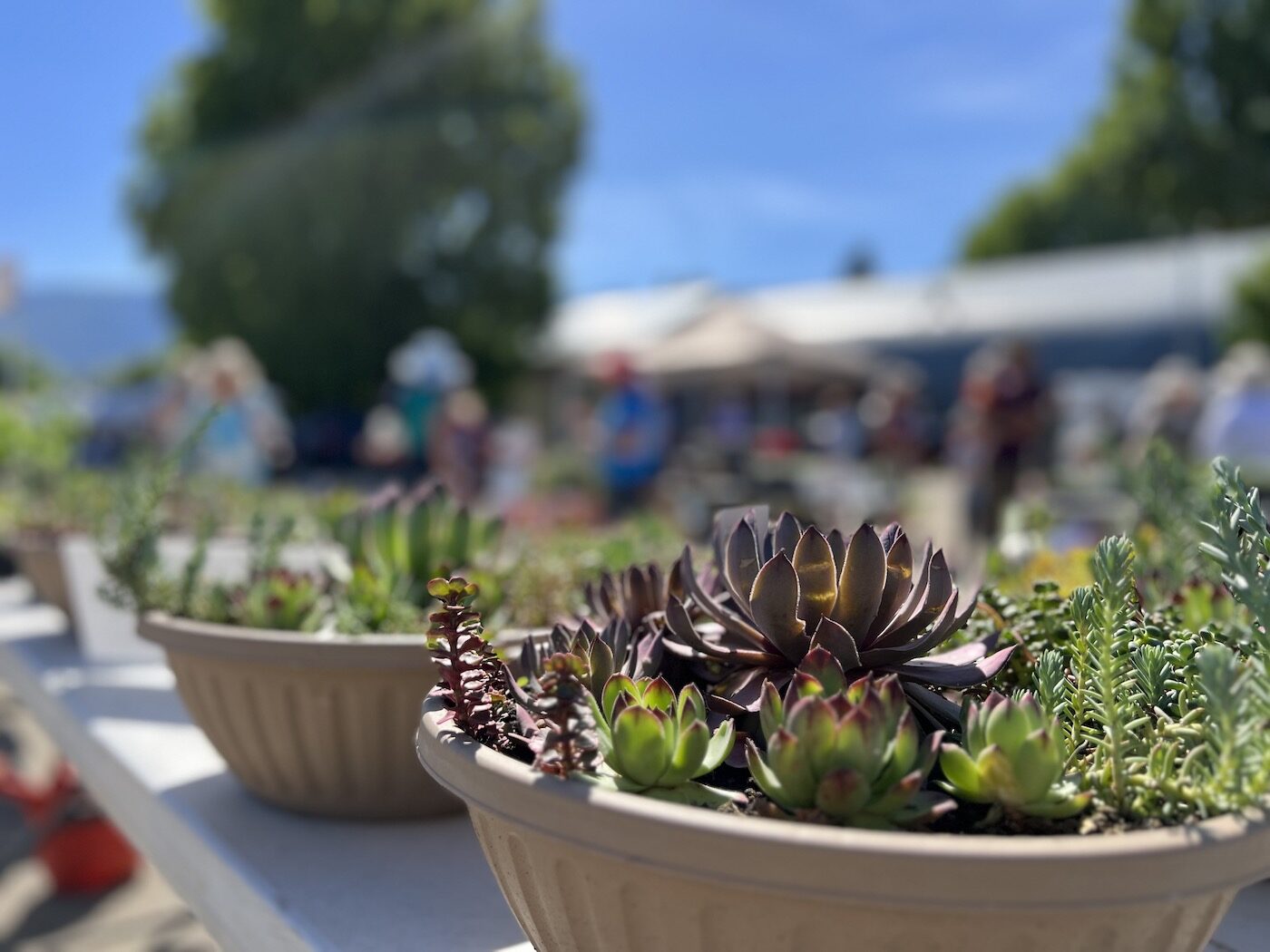 succulent bowl