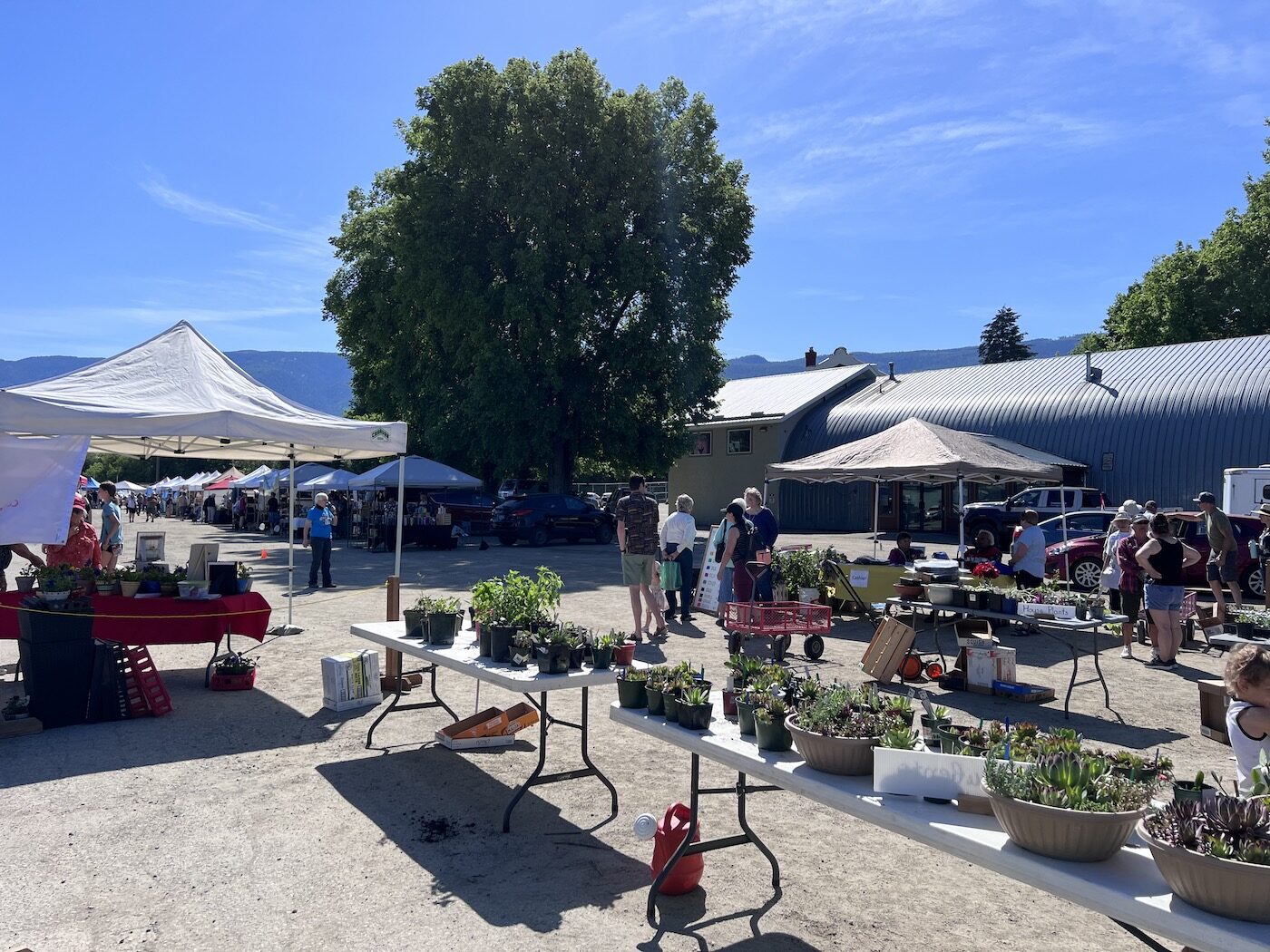 succulents for sale