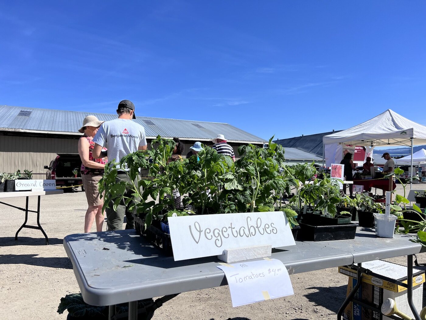 vegetable seedlings